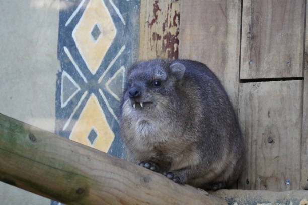 Rock hyrax Rock hyrax hyrax stock pictures, royalty-free photos & images