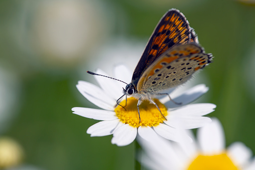 Close-up of a small butterfly sitting on a chamomile flower in springtime.