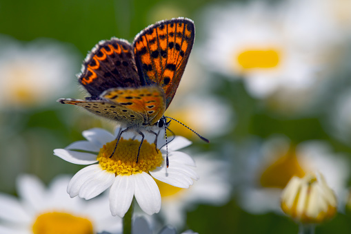 Close-up of a small butterfly sitting on a chamomile flower in springtime.