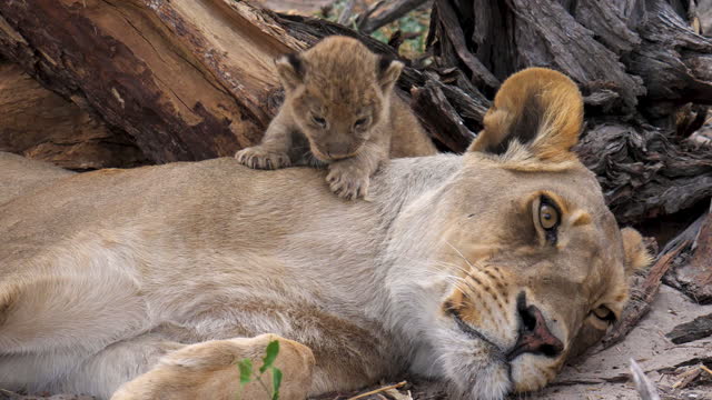 Mother lion feeds her cubs