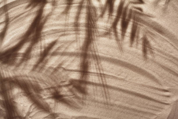 istock Summer concept with a shadow of a tropical palm tree leaves, copyspace on a white beach sand. 1462577078