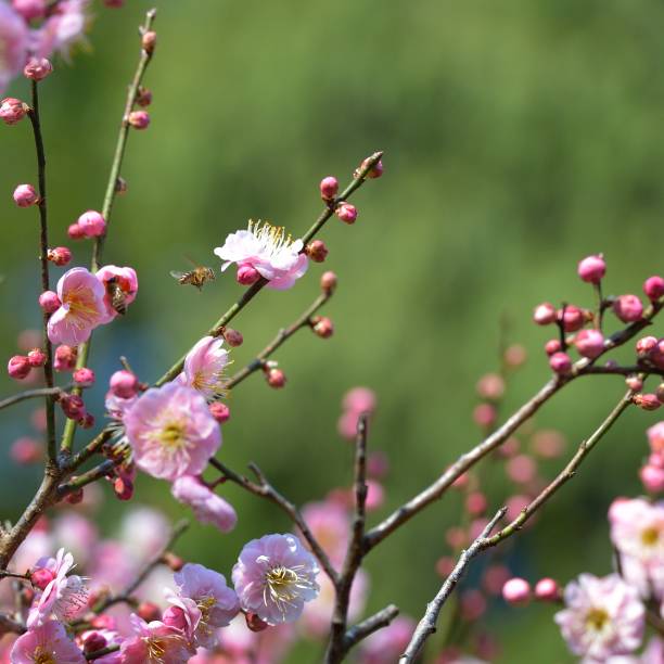 梅の花と蜂 - winter sweet ストックフォトと画像