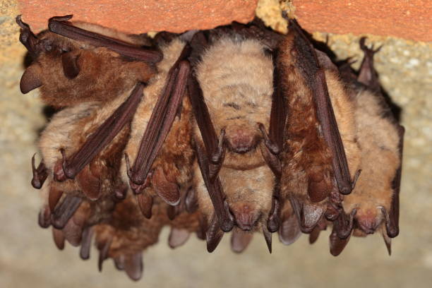 istock Geoffroy's bat (Myotis emarginatus) wintering group in the wine cellar 1462585245