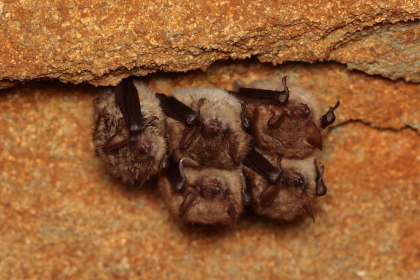 istock Geoffroy's bat (Myotis emarginatus) wintering group in the wine cellar 1462585823