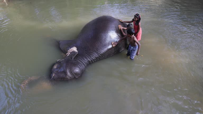 Children bathing elephant in the river