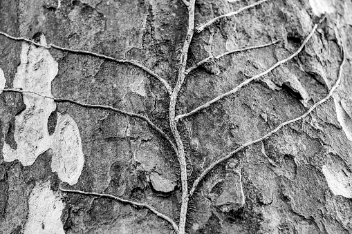 The branches of a dried ivy plant on the bark of a tree create a graphic geometry. Known by the scientific name Hedera Helix, this plant is widespread throughout the world to cover walls, trees and rocky areas with its leaves. It is normally a very resistant and luxuriant plant that can even reach 20-25 meters in extension. Image in high definition quality.