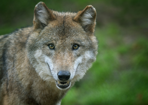 Portrait of a snarling Eurasian wolf (Canis lupus lupus).