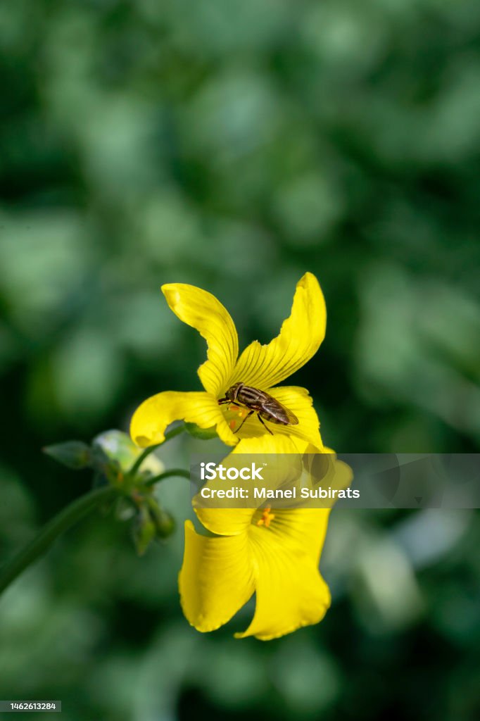 Oxalis pes-caprae, citrus fruit, Bermuda buttercup or African wood sorrel flowers. With a bee pollinating its leaf Oxalis pes-caprae, citrus fruit, Bermuda buttercup or African wood sorrel flowers. With a bee pollinating its leaf. Yellow flowers, selective focus Africa Stock Photo