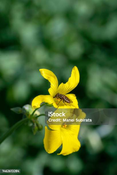 Oxalis Pescaprae Citrus Fruit Bermuda Buttercup Or African Wood Sorrel Flowers With A Bee Pollinating Its Leaf Stock Photo - Download Image Now
