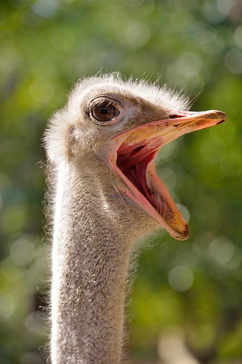 The African ostrich is one of the world's largest birds. Adult birds can grow up to 2.5 meters tall, and males can weigh up to 150 kilograms. It has a high economic value and is widely domesticated in many countries.
This is close-up of the ostrich's head.