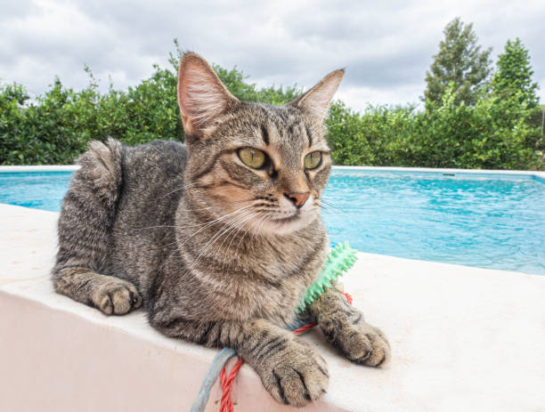 istock The face of a smart tabby cat 1462617920