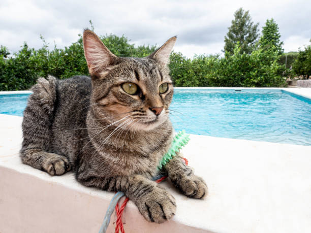 istock The face of a smart tabby cat 1462617928