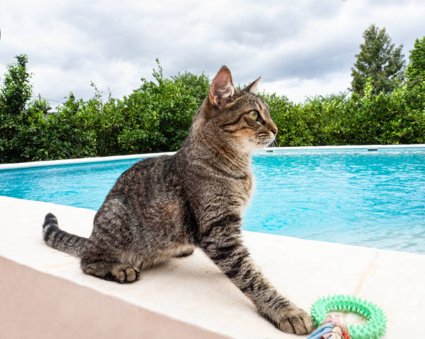 istock The face of a smart tabby cat 1462618175