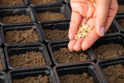 A farmers hand carefully planting vegetable seeds into pots with fertile soil, closeup. Vegetables growing