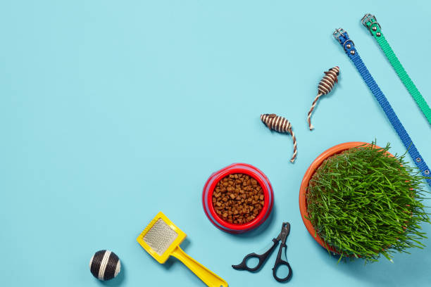 istock Flat lay composition with accessories for a cat on a blue background. Pet care. 1462621953