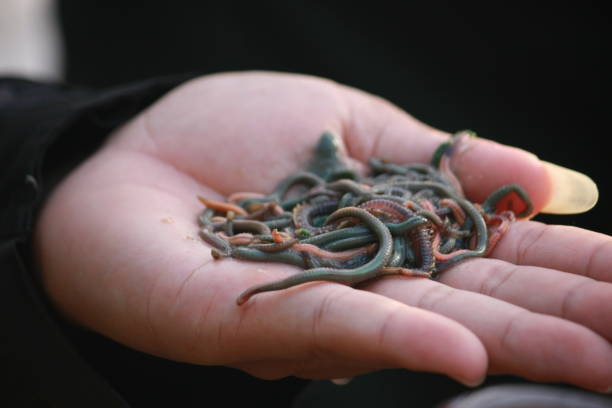 istock Tradition of Bau Nyale (catching sea worms) 1462621973
