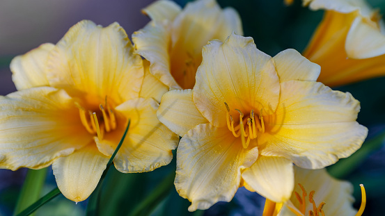 Hemerocallis Stella de Oro beautiful yellow flower in the garden.