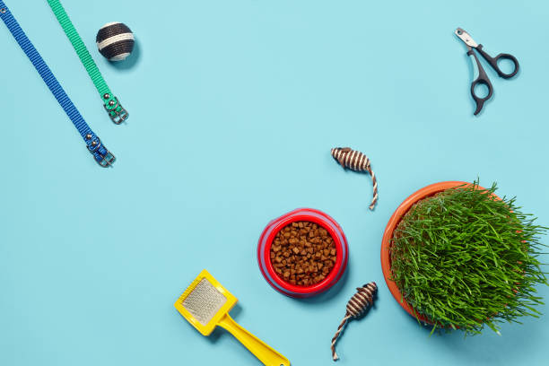 istock Flat lay composition with accessories for a cat on a blue background. Pet care. 1462622673