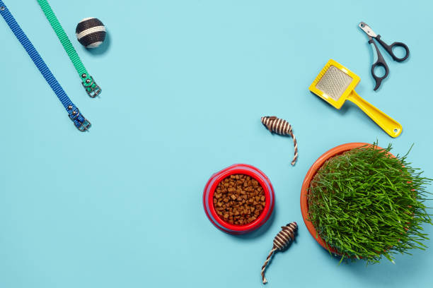 istock Flat lay composition with accessories for a cat on a blue background. Pet care. 1462622799