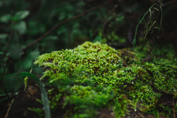 istock Close up shot of green moss 1462623250