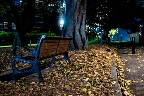 istock Park bench in sydney at night next to tree 1462624662