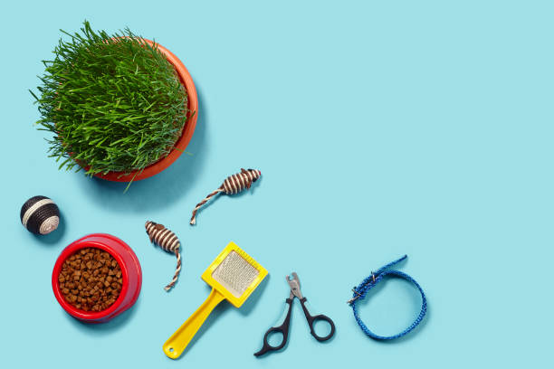 istock Flat lay composition with accessories for a cat on a blue background. Pet care. 1462625557