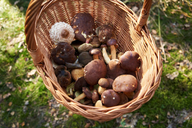istock Basket with wild edible mushrooms in the forest 1462628579