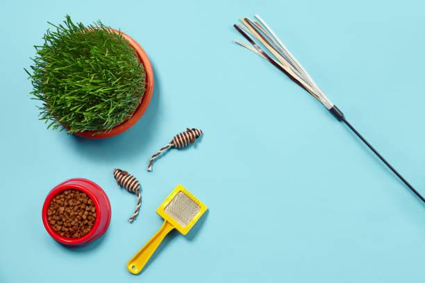 istock Flat lay composition with accessories for a cat on a blue background. Pet care. 1462630963