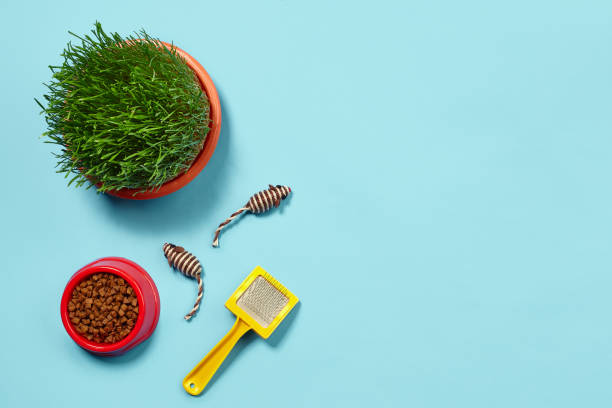istock Flat lay composition with accessories for a cat on a blue background. Pet care. 1462631018