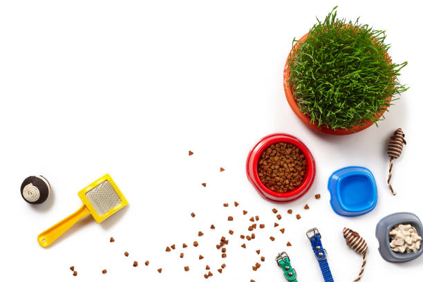 istock Flat lay composition with accessories for a cat isolated on white background. Pet care. 1462634450
