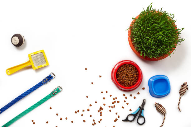 istock Flat lay composition with accessories for a cat isolated on white background. Pet care. 1462634689
