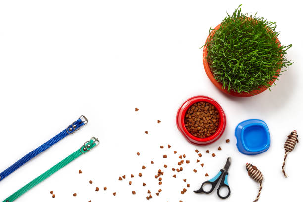 istock Flat lay composition with accessories for a cat isolated on white background. Pet care. 1462634991