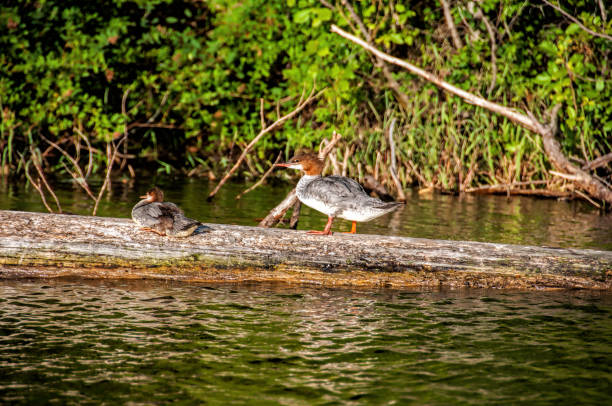 istock Female Merganser's roost on log. 1462637168