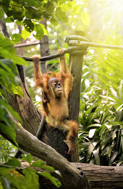 A young orangutan swinging in the park. stock photo