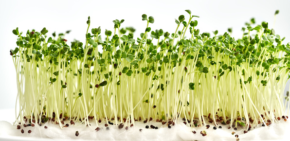 Fresh broccoli sprouts or microgreens growing from seeds with white background