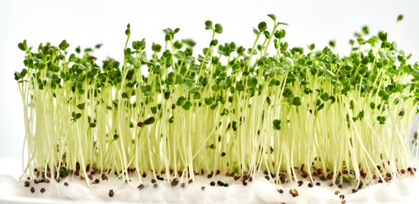 Homegrown broccoli sprouts or microgreens on white background stock photo