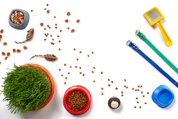 istock Flat lay composition with accessories for a cat isolated on white background. Pet care. 1462637775