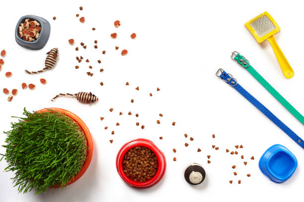 istock Flat lay composition with accessories for a cat isolated on white background. Pet care. 1462637865