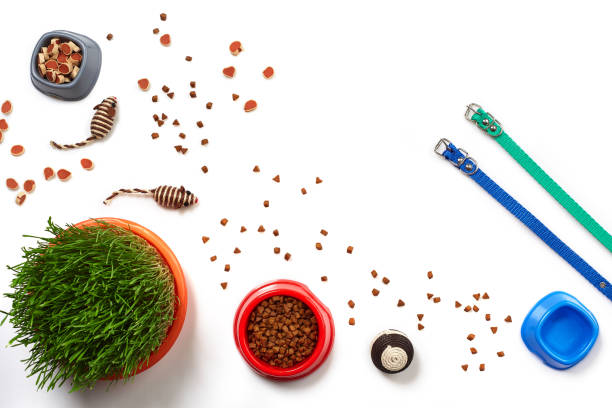 istock Flat lay composition with accessories for a cat isolated on white background. Pet care. 1462637982