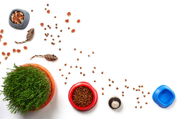 istock Flat lay composition with accessories for a cat isolated on white background. Pet care. 1462638090