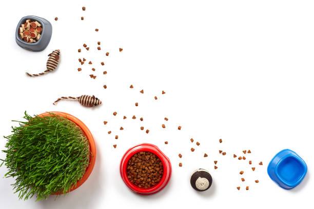 istock Flat lay composition with accessories for a cat isolated on white background. Pet care. 1462638157