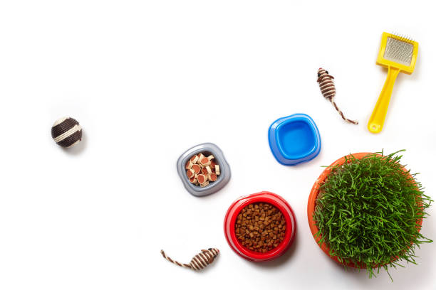 istock Flat lay composition with accessories for a cat isolated on white background. Pet care. 1462638561