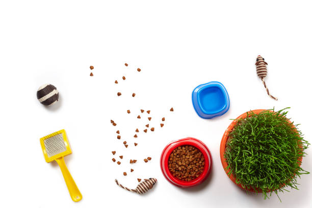 istock Flat lay composition with accessories for a cat isolated on white background. Pet care. 1462639855