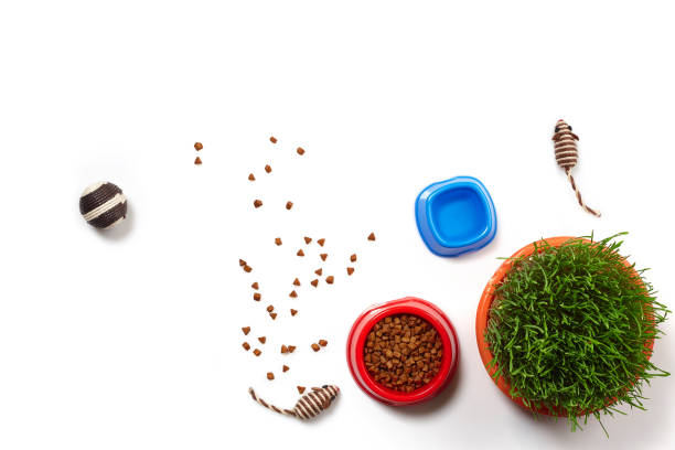 istock Flat lay composition with accessories for a cat isolated on white background. Pet care. 1462639901
