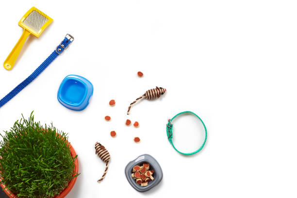 istock Flat lay composition with accessories for a cat isolated on white background. Pet care. 1462640792