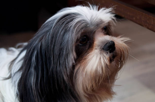 istock Photograph of a dog observing something 1462641101