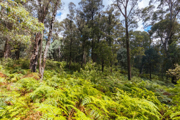 istock Rollasons Falls on Mt Buffalo in Australia 1462644064