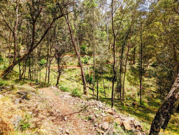 istock Yackandandah MTB Trails in Australia 1462644290
