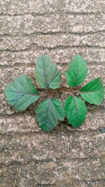 istock green leaves with purple bones 1462647578