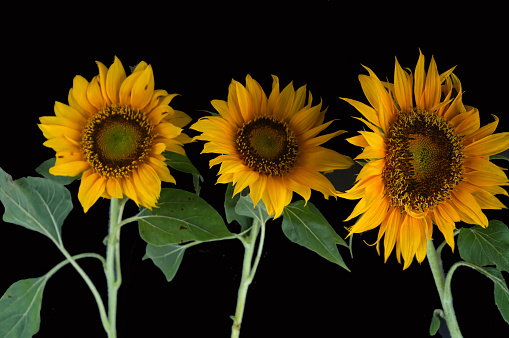 Three sunflowers on black backgrounds. Summer or spring yellow flower on dark backgrounds. Beautiful tropical flowers.